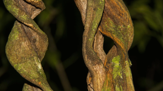 Screenshot 2025-07-30 at 12.32.40 PM